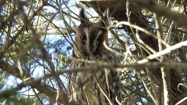 Hibou moyen-duc (otus/canariensis) - ML201615271