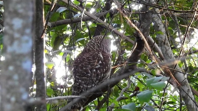 Barred Owl - ML201615311