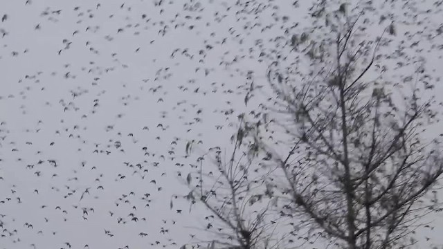 Tree Swallow - ML201615341