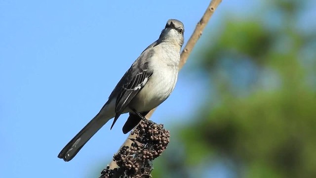 Northern Mockingbird - ML201615361