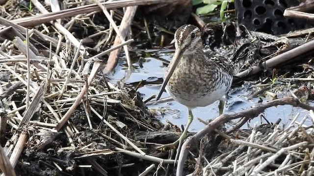 Wilson's Snipe - ML201615371