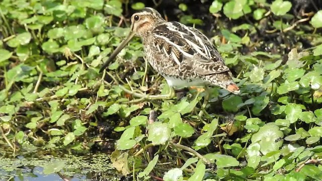 Wilson's Snipe - ML201615381