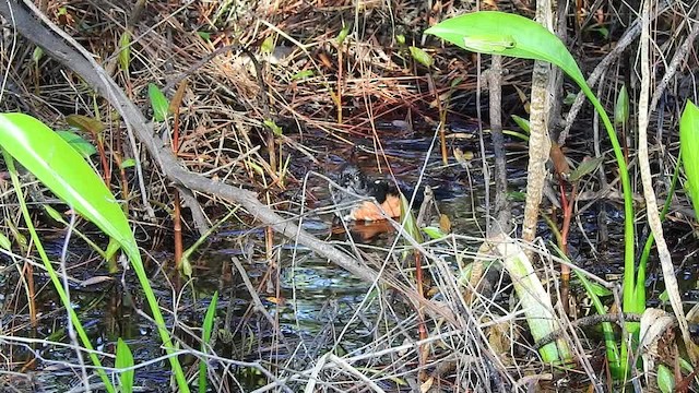 Eastern Towhee (White-eyed) - ML201615481