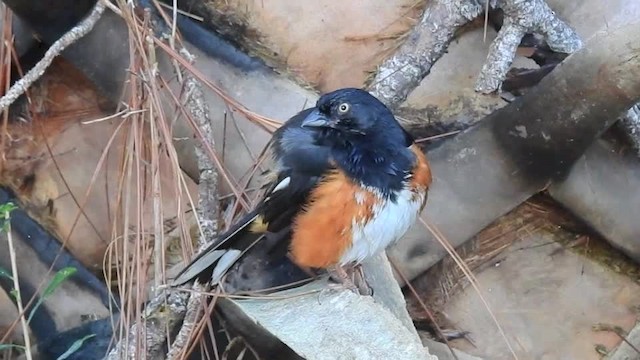 Eastern Towhee (White-eyed) - ML201615491