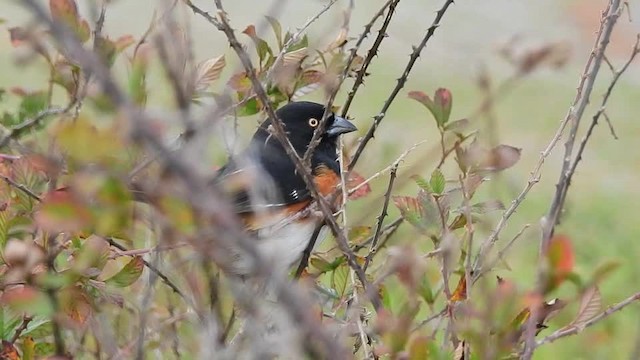 Eastern Towhee (White-eyed) - ML201615501