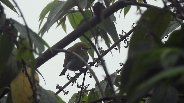 South Pare White-eye - ML201615561