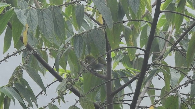 South Pare White-eye - ML201615571