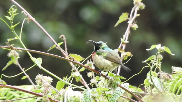 ウサンバラゴシキタイヨウチョウ - ML201615581