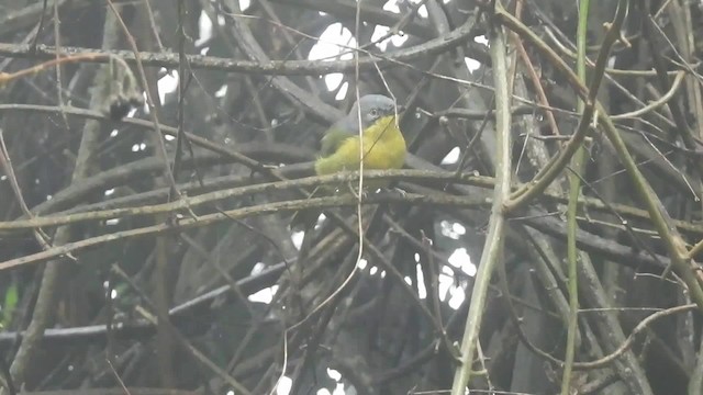 Gray-headed Bushshrike - ML201615591