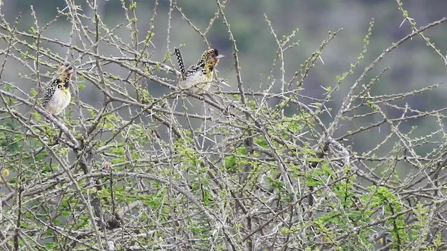 vousáček východoafrický (ssp. darnaudii/boehmi) - ML201615601