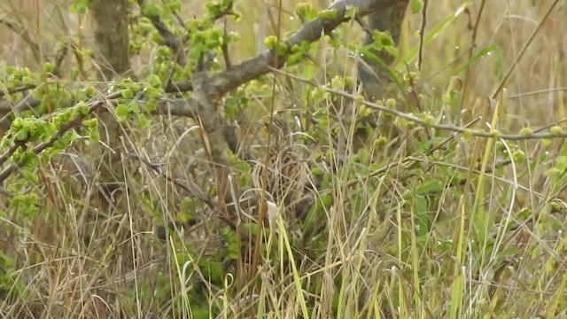 Pangani Longclaw - ML201615611