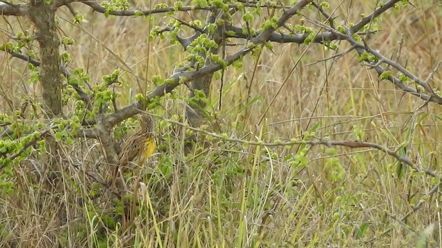 Pangani Longclaw - ML201615621