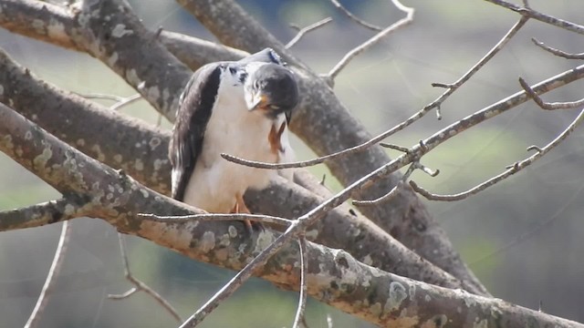 Augur Buzzard (Augur) - ML201615631