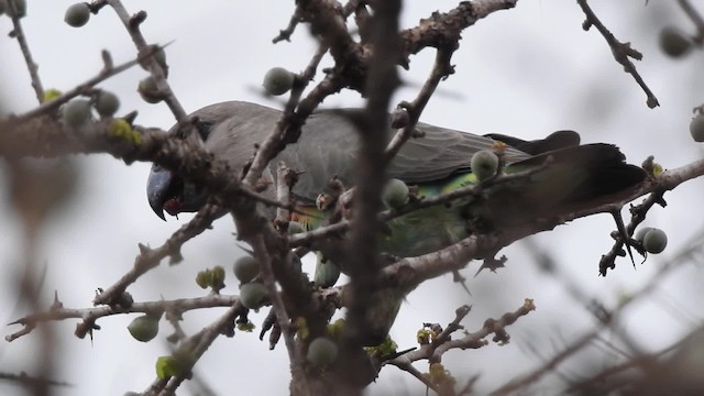 アカハラハネナガインコ - ML201615641