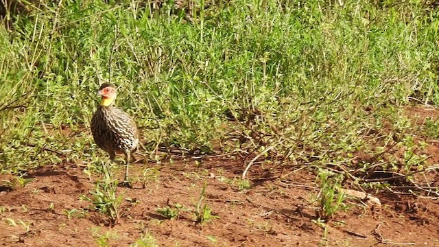 Yellow-necked Spurfowl - ML201615671