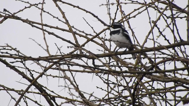 コビトセワタビタキ - ML201615701