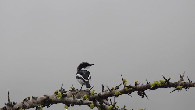 コビトセワタビタキ - ML201615711