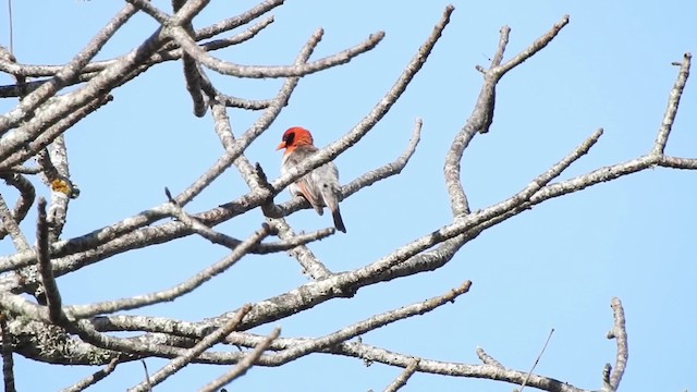 Tejedor Cabecirrojo (leuconotos) - ML201615741