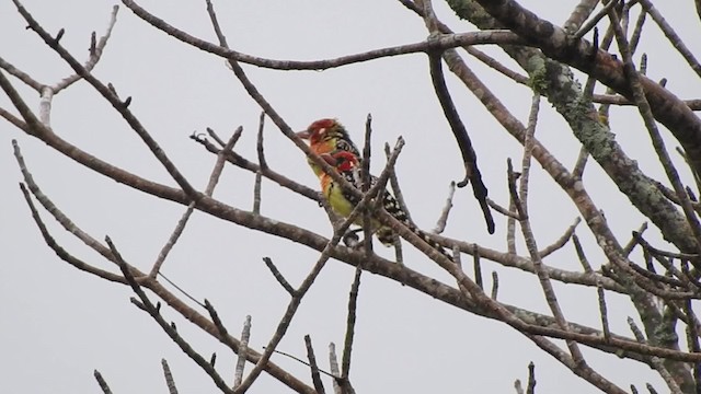 Flammenkopf-Bartvogel - ML201615751