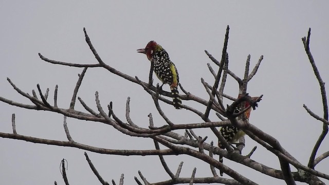 Flammenkopf-Bartvogel - ML201615761