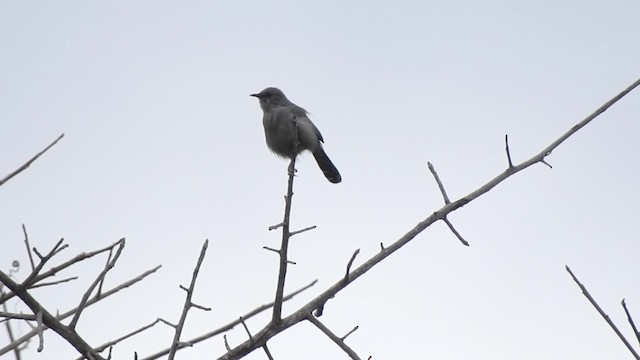 Gray Wren-Warbler - ML201615781