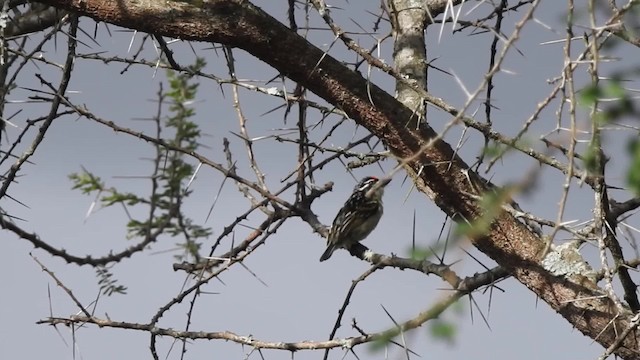 Northern Red-fronted Tinkerbird - ML201615811