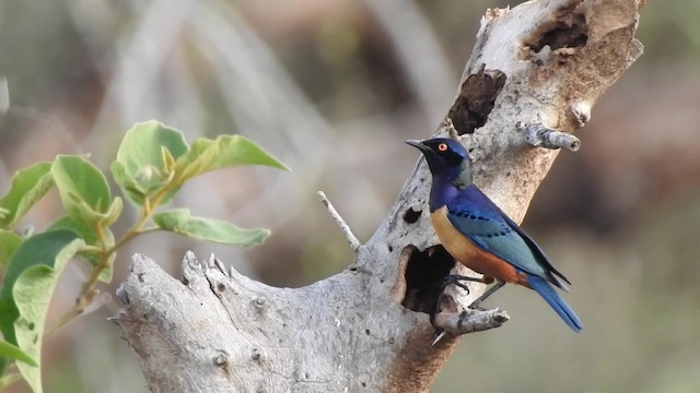 Hildebrandt's Starling - ML201615851