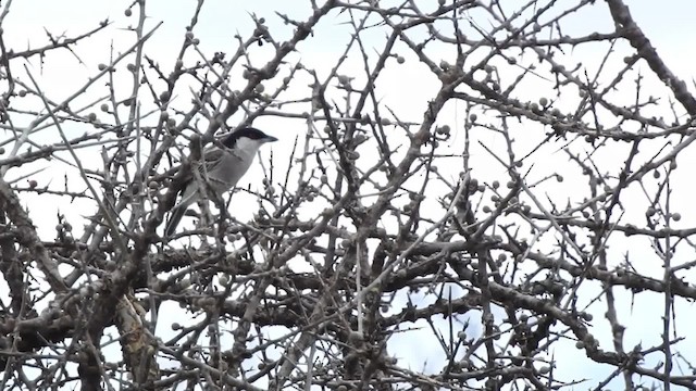 Zwerg-Schneeballwürger - ML201615871