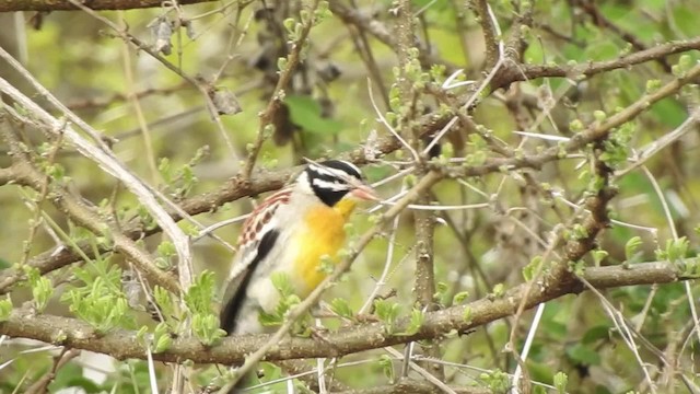 Somali Bunting - ML201615891