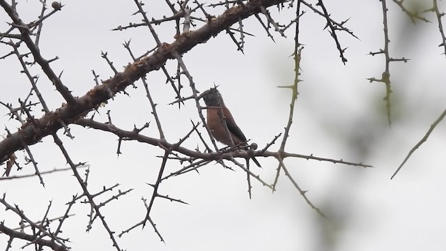 Gray-headed Silverbill - ML201615901