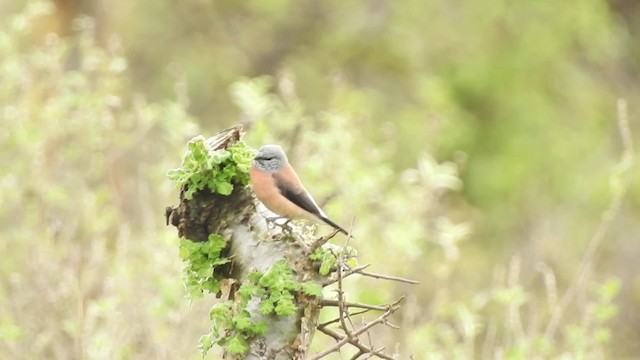 Gray-headed Silverbill - ML201615911