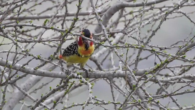 Flammenkopf-Bartvogel - ML201615931