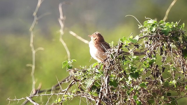 Pink-breasted Lark - ML201615941