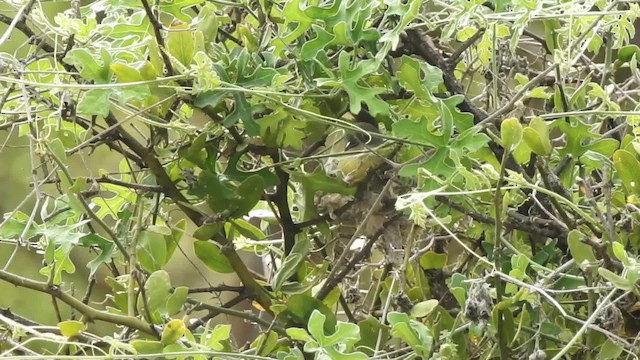 Apalis Pechigualdo (grupo flavida) - ML201615951