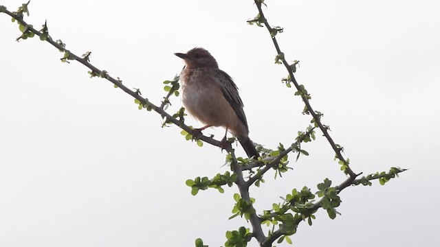 Pink-breasted Lark - ML201616001