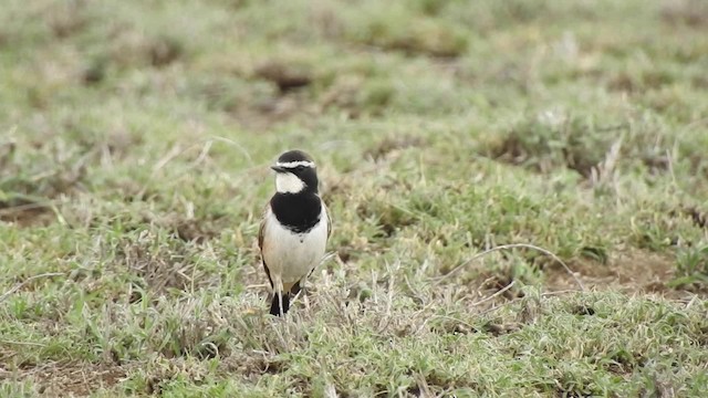 Capped Wheatear - ML201616021
