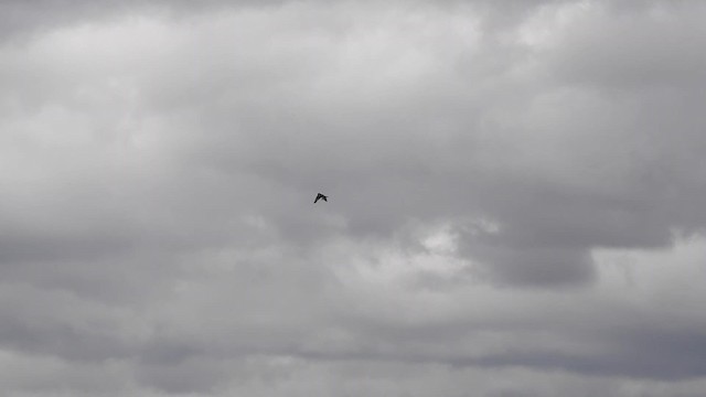 Capped Wheatear - ML201616041