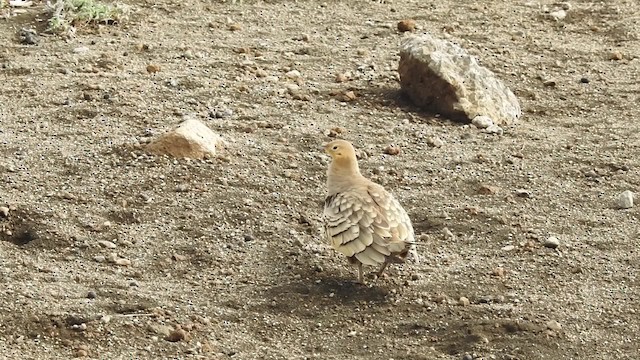 Chestnut-bellied Sandgrouse (African) - ML201616051