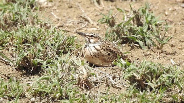 Short-tailed Lark - ML201616071