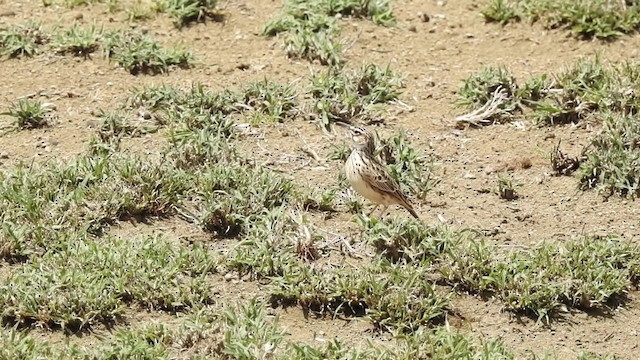 Short-tailed Lark - ML201616091