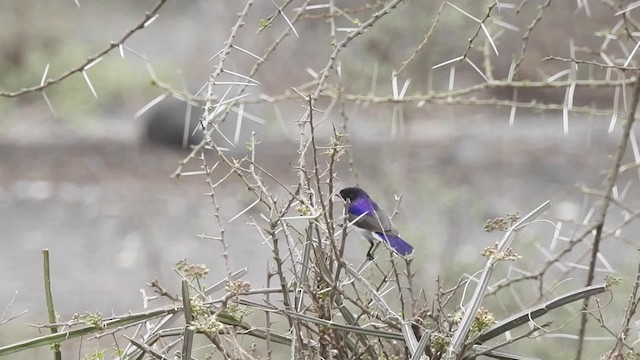 Eastern Violet-backed Sunbird - ML201616131