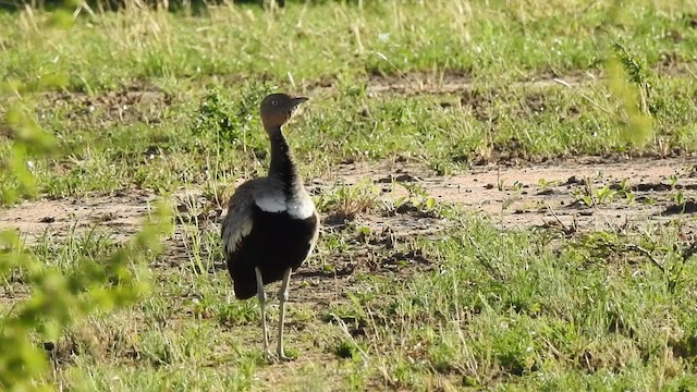 Buff-crested Bustard - ML201616151