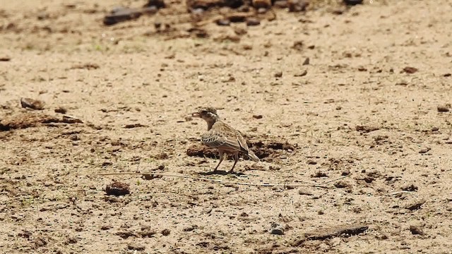 Fischer's Sparrow-Lark - ML201616181