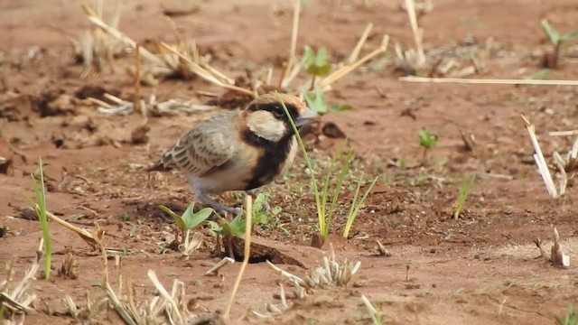 Fischer's Sparrow-Lark - ML201616191