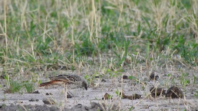 Rufous-tailed Weaver - ML201616201