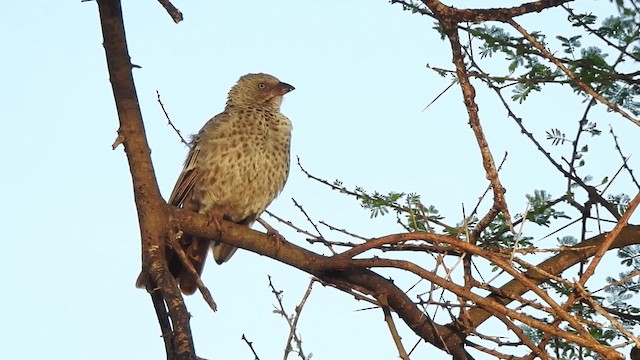 Rufous-tailed Weaver - ML201616211