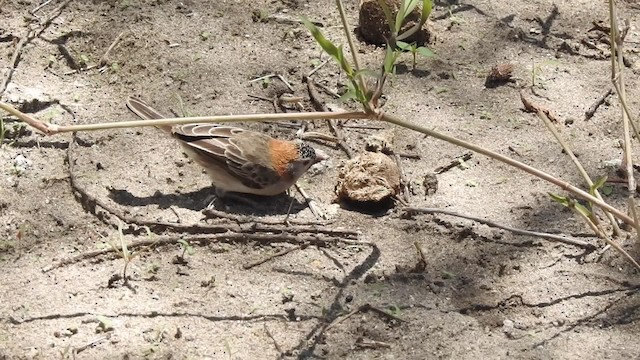 Speckle-fronted Weaver - ML201616221