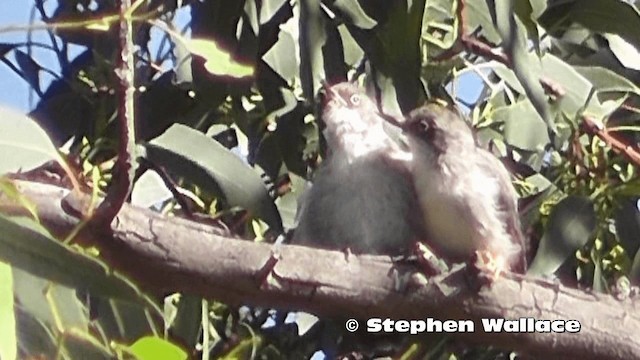 Varied Sittella - ML201616271