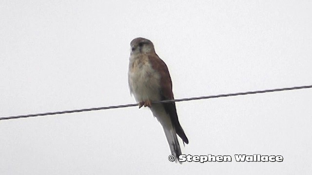 Nankeen Kestrel - ML201616291