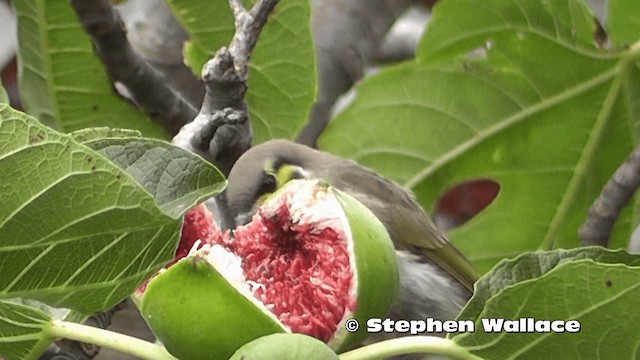 Yellow-faced Honeyeater - ML201616311